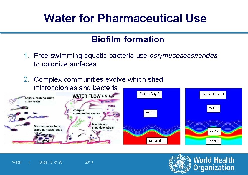 Water for Pharmaceutical Use Biofilm formation 1. Free-swimming aquatic bacteria use polymucosaccharides to colonize