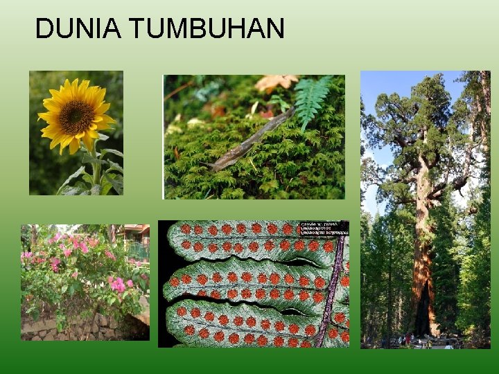 DUNIA TUMBUHAN 