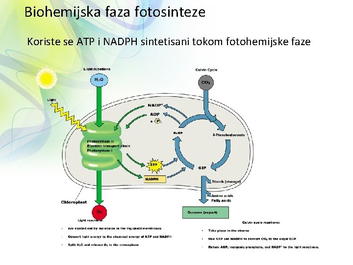 Biohemijska faza fotosinteze Koriste se ATP i NADPH sintetisani tokom fotohemijske faze 