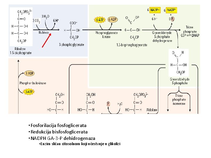  • Fosforilacija fosfoglicerata • Redukcija bisfosfoglicerata • NADPH GA-3 -P dehidrogenaza • Enzim