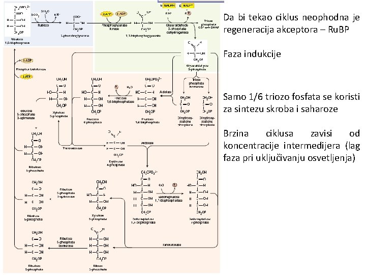 Da bi tekao ciklus neophodna je regeneracija akceptora – Ru. BP Faza indukcije Samo