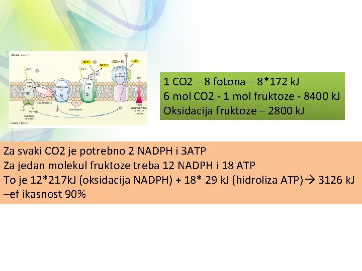 1 CO 2 – 8 fotona – 8*172 k. J 6 mol CO 2