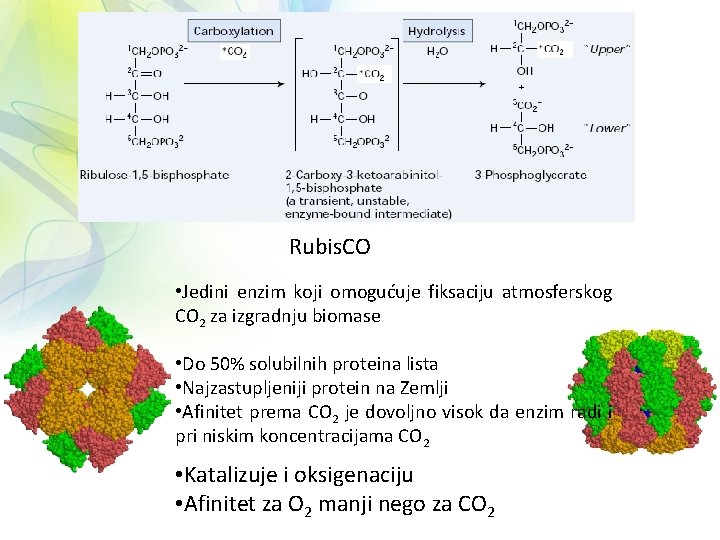 Rubis. CO • Jedini enzim koji omogućuje fiksaciju atmosferskog CO 2 za izgradnju biomase