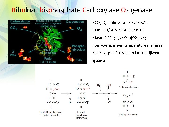 Ribulozo bisphosphate Carboxylase Oxigenase • CO 2: O 2 u atmosferi je 0. 039: