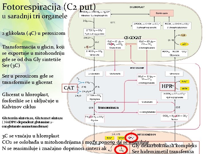 Fotorespiracija (C 2 put) u saradnji tri organele 2 glikolata (4 C) u peroxizom