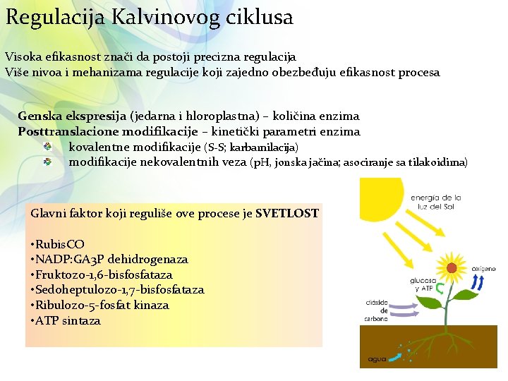 Regulacija Kalvinovog ciklusa Visoka efikasnost znači da postoji precizna regulacija Više nivoa i mehanizama