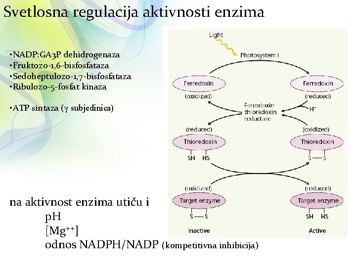 Svetlosna regulacija aktivnosti enzima • NADP: GA 3 P dehidrogenaza • Fruktozo-1, 6 -bisfosfataza