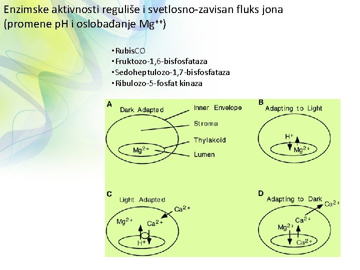 Enzimske aktivnosti reguliše i svetlosno-zavisan fluks jona (promene p. H i oslobađanje Mg++) •