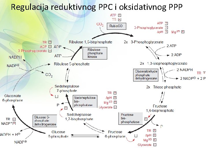 Regulacija reduktivnog PPC i oksidativnog PPP 