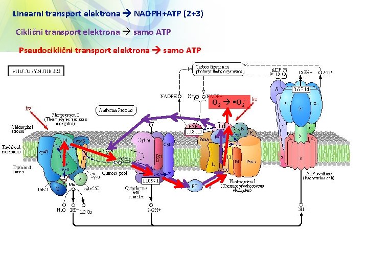 Linearni transport elektrona NADPH+ATP (2+3) Ciklični transport elektrona samo ATP Pseudociklični transport elektrona samo