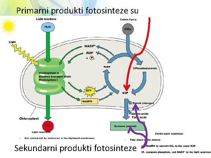 Primarni produkti fotosinteze su Sekundarni produkti fotosinteze 