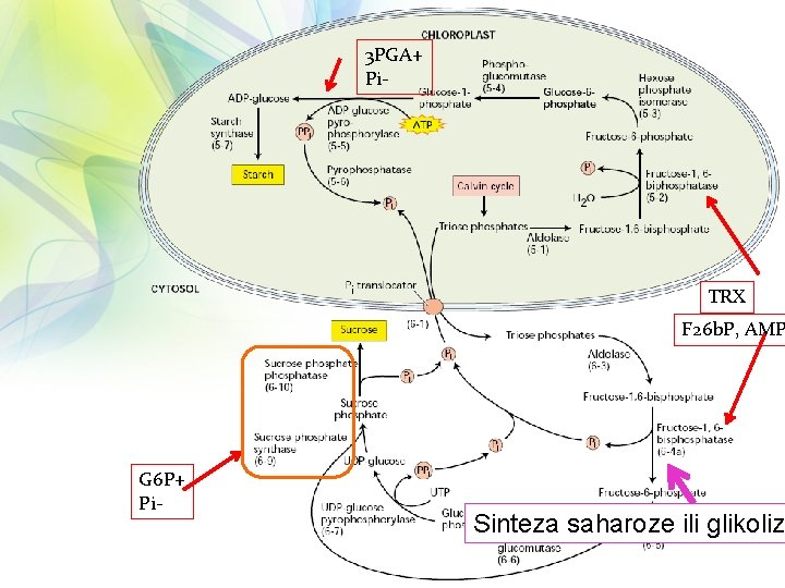 3 PGA+ Pi- TRX F 26 b. P, AMP G 6 P+ Pi- Sinteza