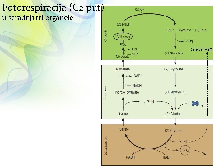 Fotorespiracija (C 2 put) u saradnji tri organele GS-GOGAT 