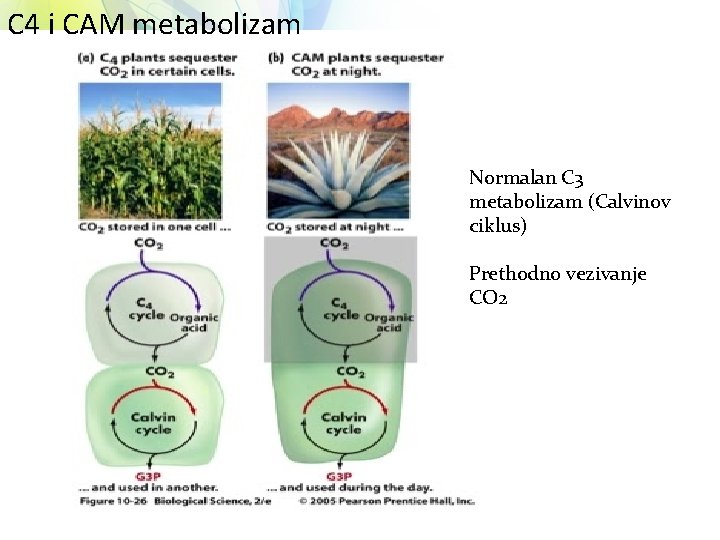 C 4 i CAM metabolizam Normalan C 3 metabolizam (Calvinov ciklus) Prethodno vezivanje CO
