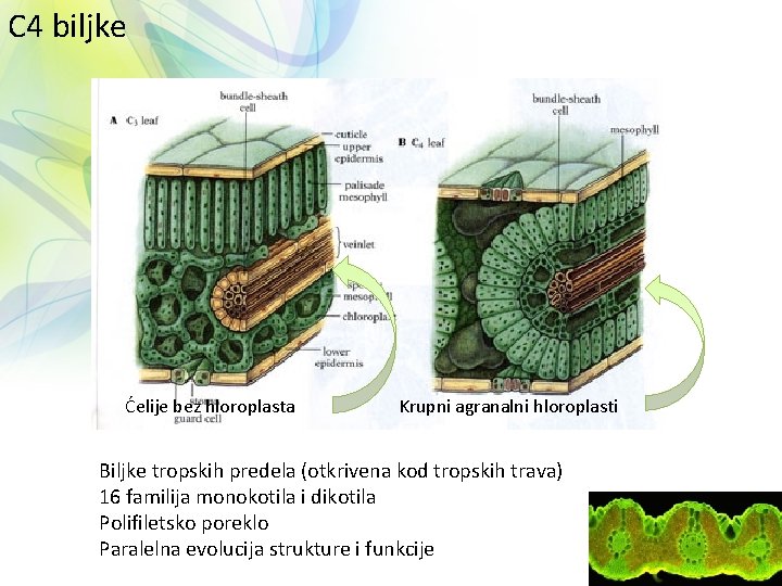 C 4 biljke Ćelije bez hloroplasta Krupni agranalni hloroplasti Biljke tropskih predela (otkrivena kod