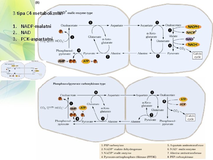 3 tipa C 4 metabolizma: 1. NADP-malatni 2. NAD 3. PCK-aspartatni 