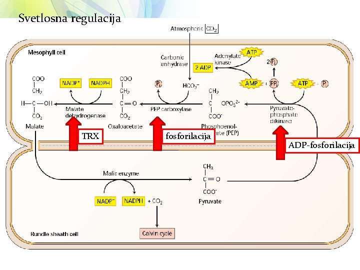 Svetlosna regulacija TRX fosforilacija ADP-fosforilacija 
