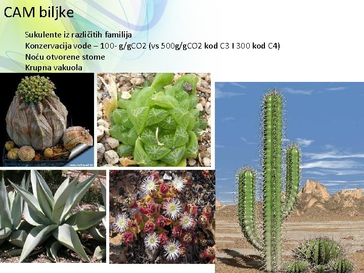 CAM biljke Sukulente iz različitih familija Konzervacija vode – 100 - g/g. CO 2