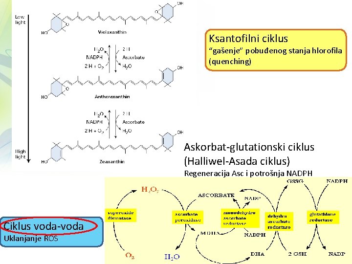 Ksantofilni ciklus “gašenje” pobuđenog stanja hlorofila (quenching) Askorbat-glutationski ciklus (Halliwel-Asada ciklus) Regeneracija Asc i