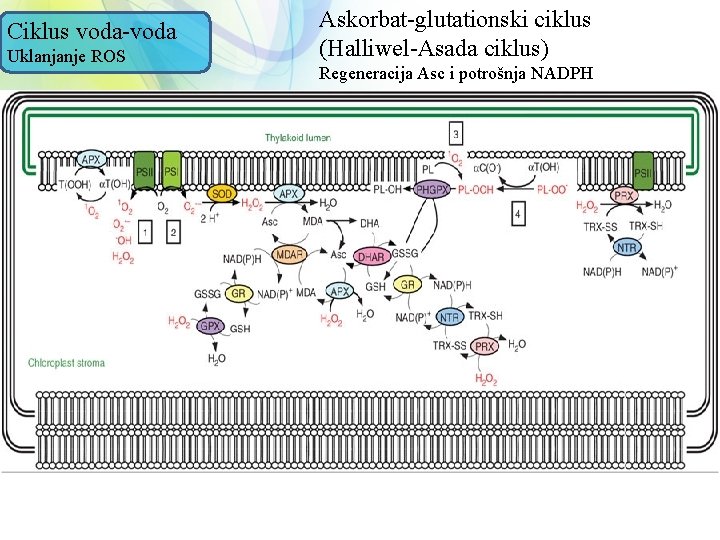 Ciklus voda-voda Uklanjanje ROS Askorbat-glutationski ciklus (Halliwel-Asada ciklus) Regeneracija Asc i potrošnja NADPH 