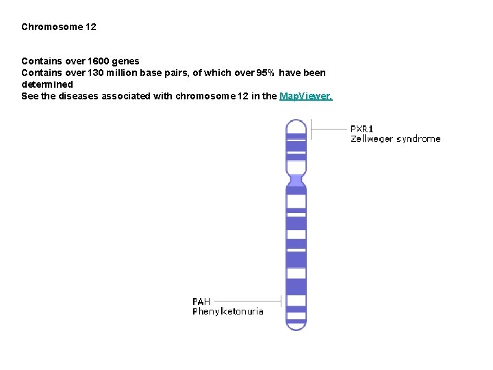 Chromosome 12 Contains over 1600 genes Contains over 130 million base pairs, of which