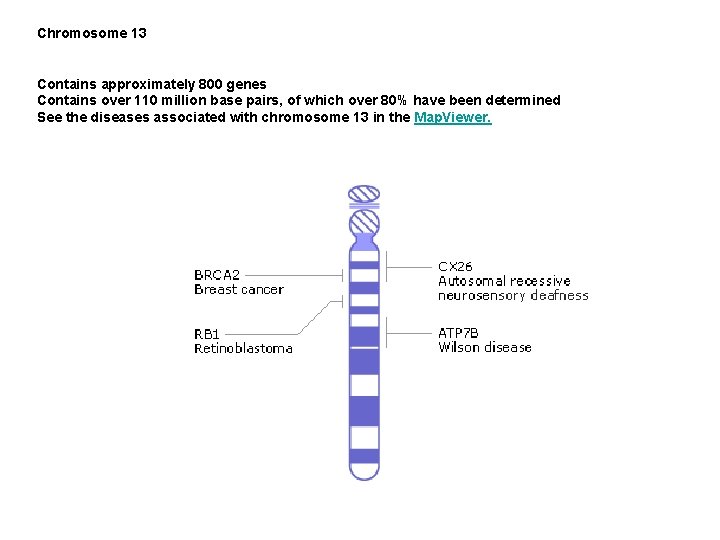 Chromosome 13 Contains approximately 800 genes Contains over 110 million base pairs, of which