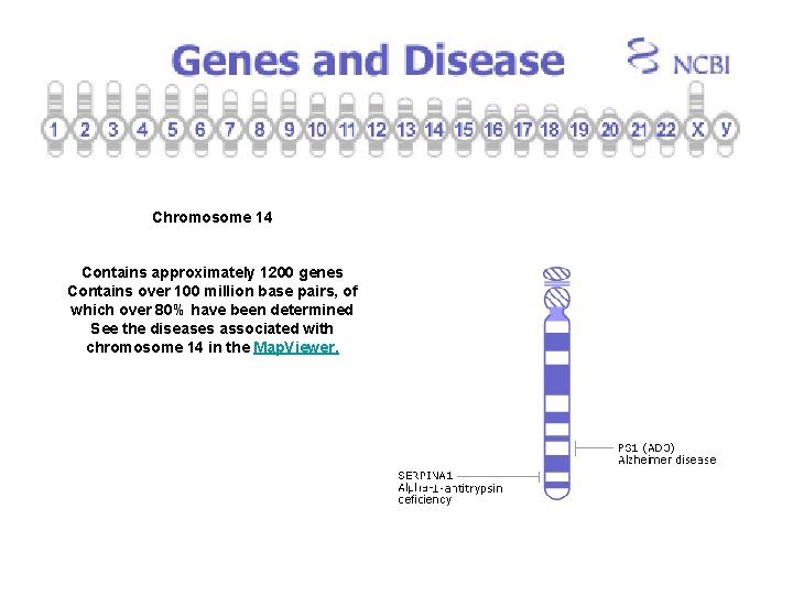 Chromosome 14 Contains approximately 1200 genes Contains over 100 million base pairs, of which