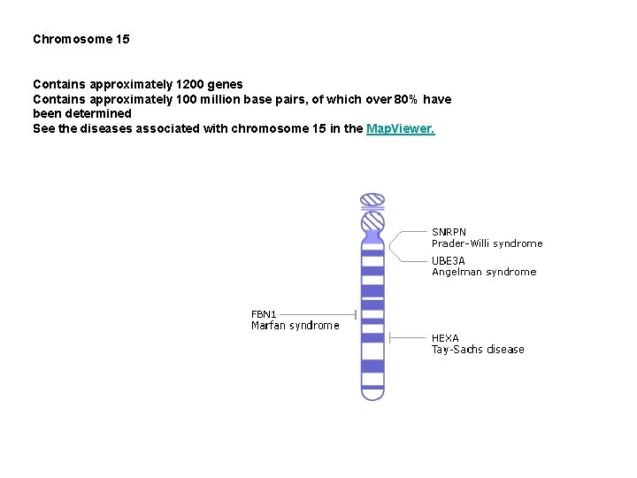 Chromosome 15 Contains approximately 1200 genes Contains approximately 100 million base pairs, of which