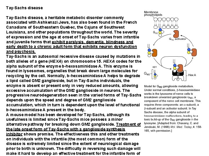 Tay-Sachs disease Tay-Sachs disease, a heritable metabolic disorder commonly associated with Ashkenazi Jews, has