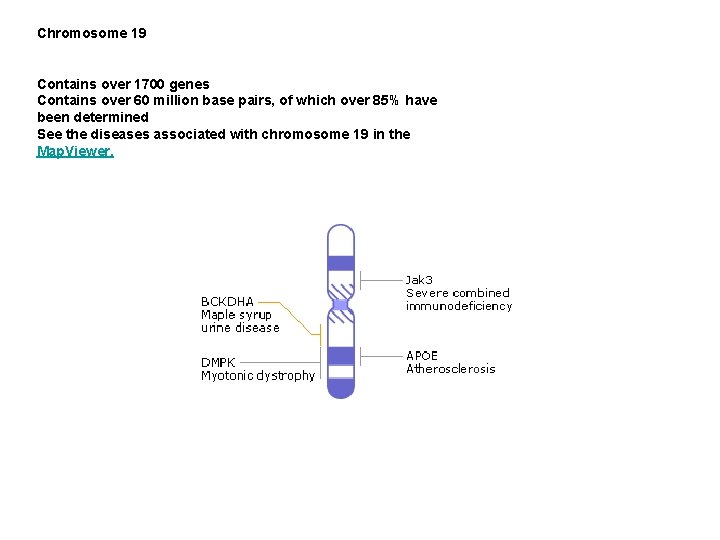 Chromosome 19 Contains over 1700 genes Contains over 60 million base pairs, of which