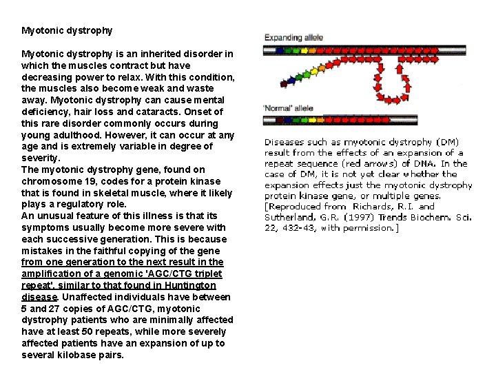 Myotonic dystrophy is an inherited disorder in which the muscles contract but have decreasing