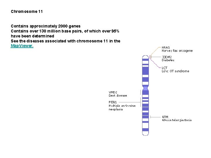 Chromosome 11 Contains approximately 2000 genes Contains over 130 million base pairs, of which