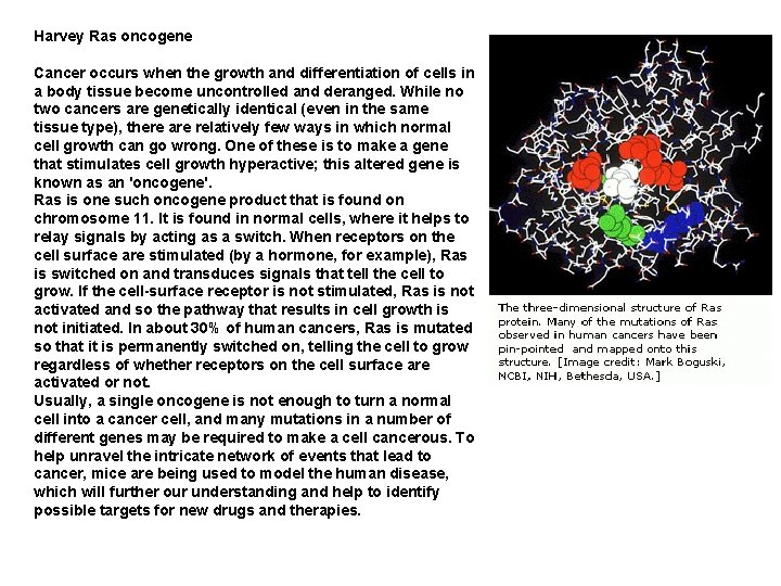 Harvey Ras oncogene Cancer occurs when the growth and differentiation of cells in a