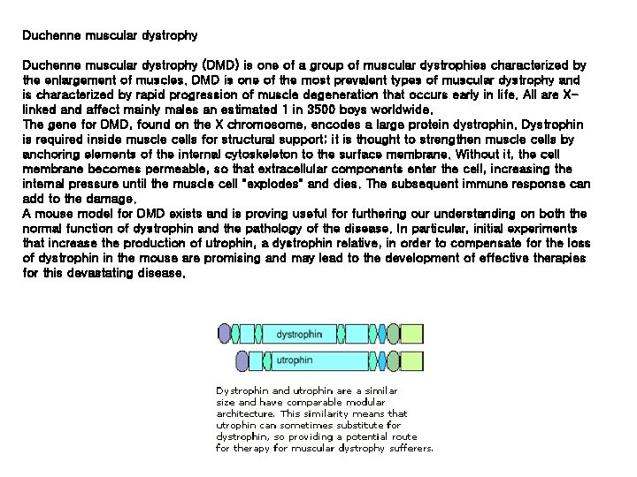 Duchenne muscular dystrophy (DMD) is one of a group of muscular dystrophies characterized by