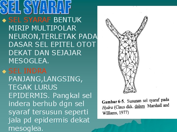 SEL SYARAF BENTUK MIRIP MULTIPOLAR NEURON, TERLETAK PADA DASAR SEL EPITEL OTOT DEKAT DAN