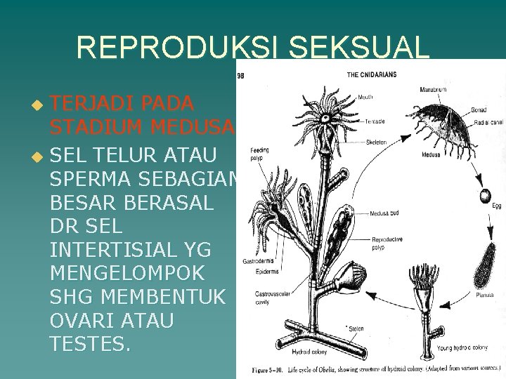 REPRODUKSI SEKSUAL TERJADI PADA STADIUM MEDUSA u SEL TELUR ATAU SPERMA SEBAGIAN BESAR BERASAL