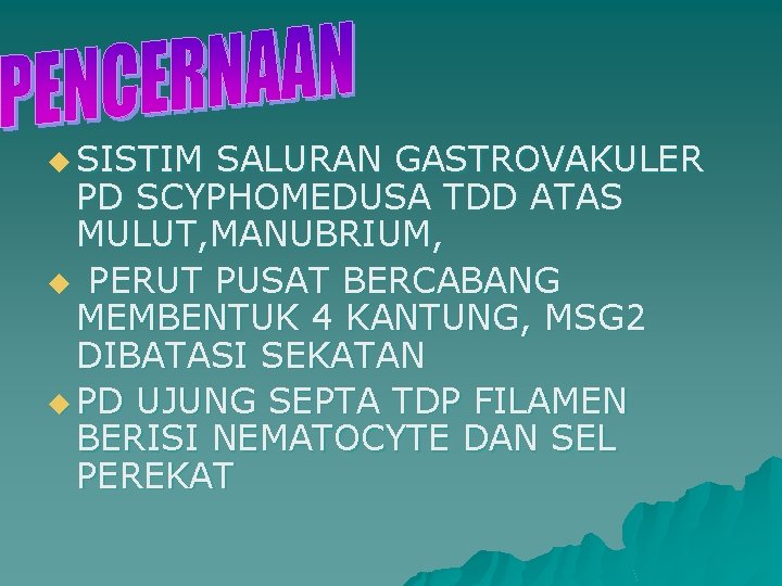 u SISTIM SALURAN GASTROVAKULER PD SCYPHOMEDUSA TDD ATAS MULUT, MANUBRIUM, u PERUT PUSAT BERCABANG