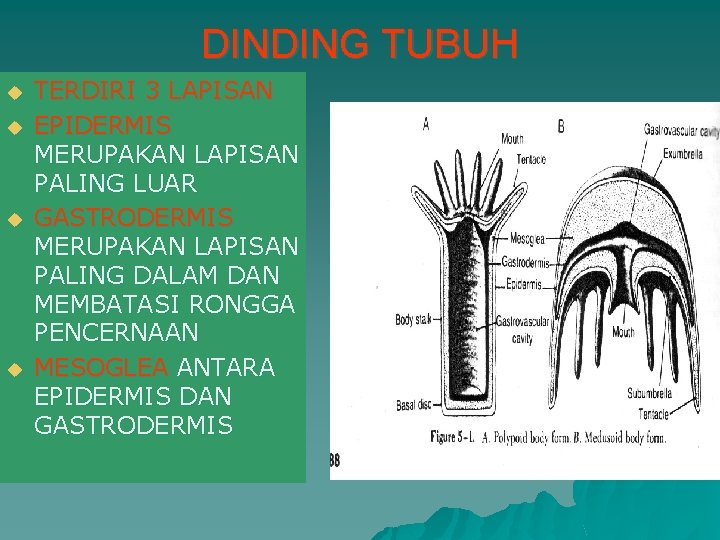 DINDING TUBUH u u TERDIRI 3 LAPISAN EPIDERMIS MERUPAKAN LAPISAN PALING LUAR GASTRODERMIS MERUPAKAN