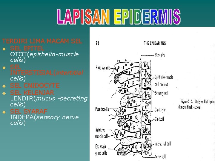 TERDIRI LIMA MACAM SEL u SEL EPITEL OTOT(epithelio-muscle cells) u SEL INTERSTISIAL(intertitial cells) u