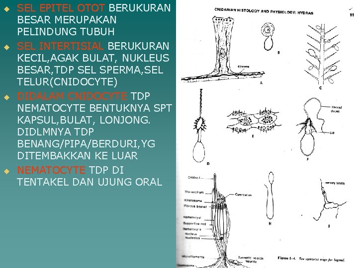 u u SEL EPITEL OTOT BERUKURAN BESAR MERUPAKAN PELINDUNG TUBUH SEL INTERTISIAL BERUKURAN KECIL,