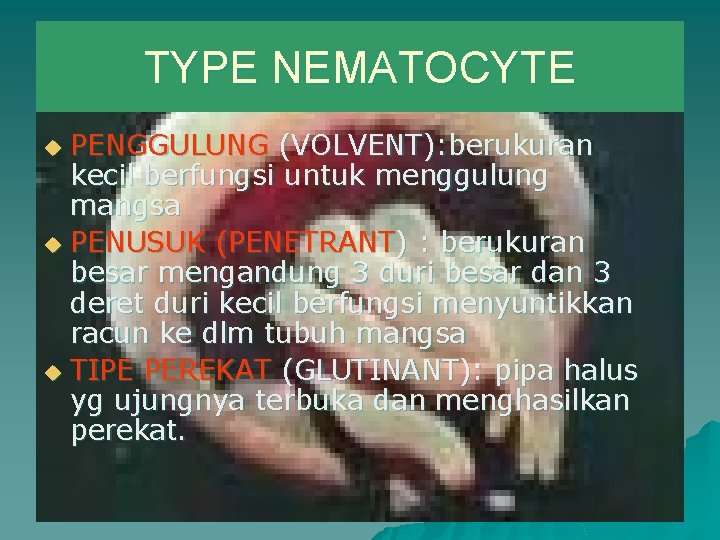 TYPE NEMATOCYTE PENGGULUNG (VOLVENT): berukuran kecil berfungsi untuk menggulung mangsa u PENUSUK (PENETRANT) :