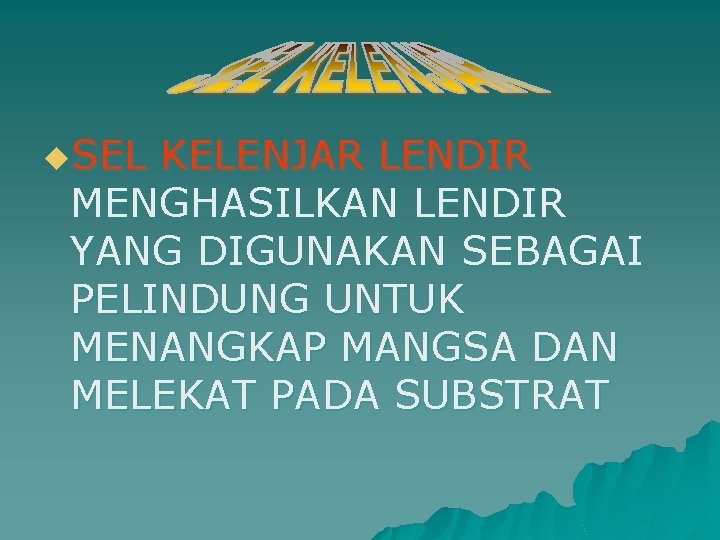 u. SEL KELENJAR LENDIR MENGHASILKAN LENDIR YANG DIGUNAKAN SEBAGAI PELINDUNG UNTUK MENANGKAP MANGSA DAN