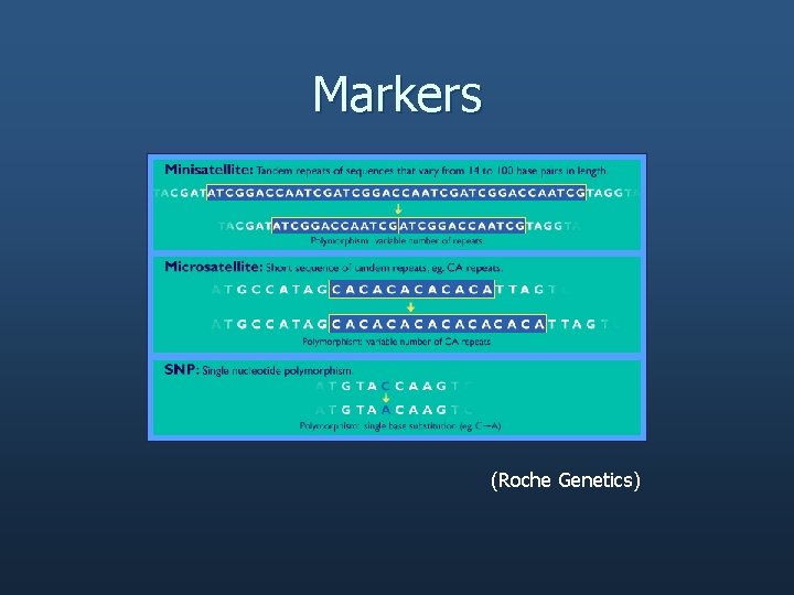 Markers (Roche Genetics) 