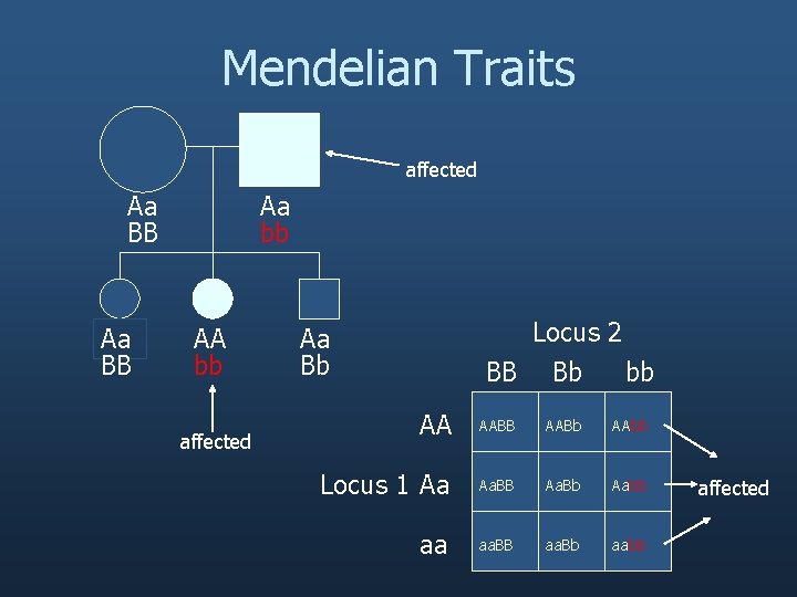 Mendelian Traits affected Aa BB Aa bb AA bb affected Locus 2 BB Bb