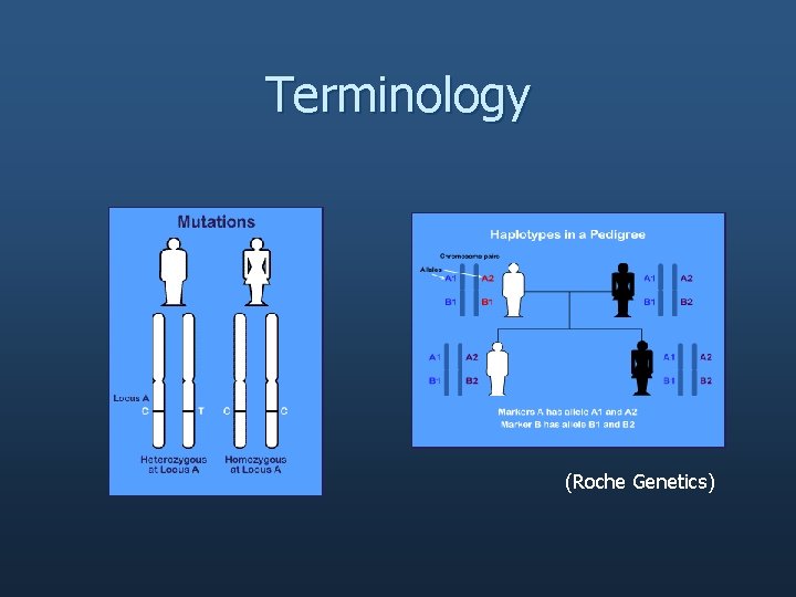 Terminology (Roche Genetics) 