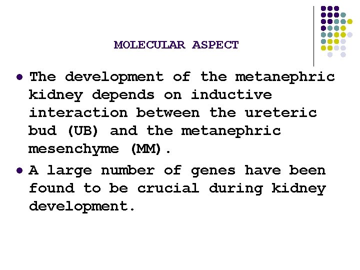 MOLECULAR ASPECT l l The development of the metanephric kidney depends on inductive interaction