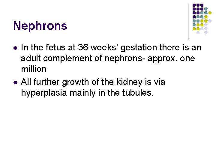 Nephrons l l In the fetus at 36 weeks’ gestation there is an adult