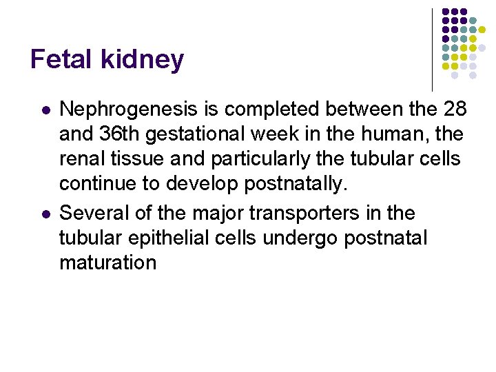 Fetal kidney l l Nephrogenesis is completed between the 28 and 36 th gestational
