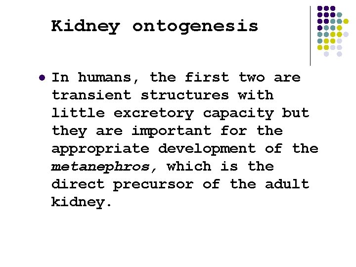 Kidney ontogenesis l In humans, the first two are transient structures with little excretory