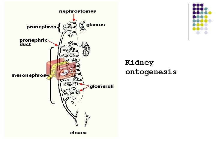 Kidney ontogenesis 